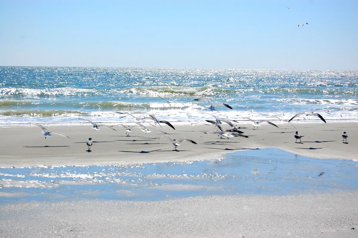 A peaceful, wide-angle view of Myrtle Beach’s shoreline, with gentle waves, seagulls, and an open sky stretching toward the horizon. The inviting sand and tranquil setting evoke relaxation and the joys of seaside living.